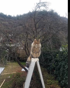 开云全站下载-全运会纪念品设计比赛面向大众征集，全运会纪念品设计比赛面向大众征集活动