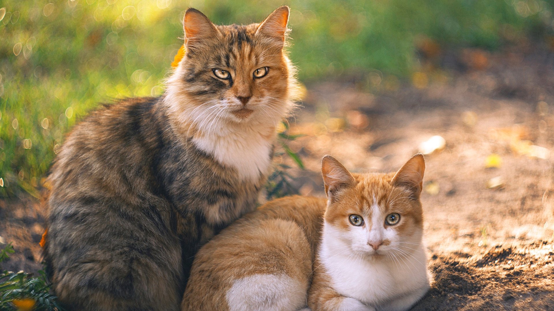 开云体育登录网站入口-国际乒联混合团体世界杯：聚焦中国香港队的表现与经验，香港队乒乓球比赛