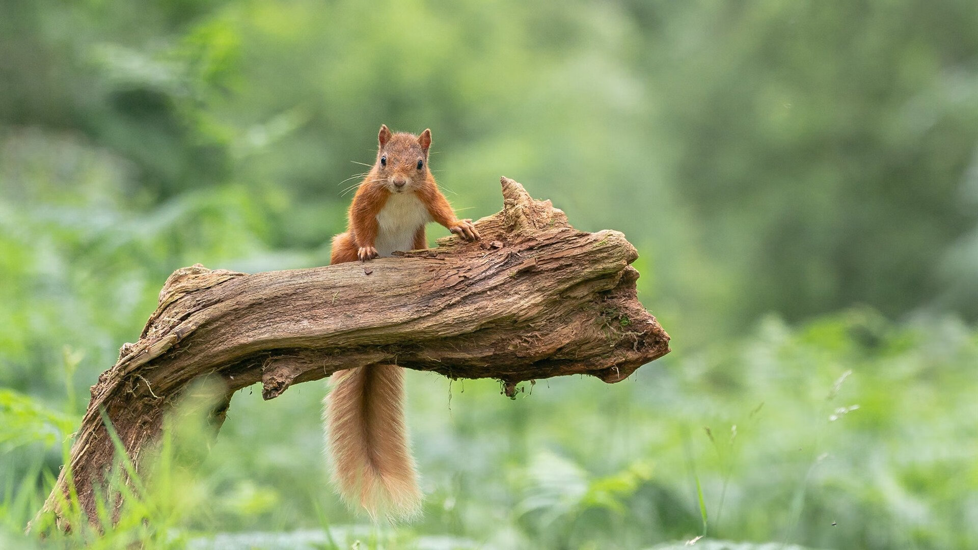 开云中国官网-基层足球教练资源匮乏问题严重,足球基层教练现状 第3张 开云中国官网-基层足球教练资源匮乏问题严重,足球基层教练现状 第3张