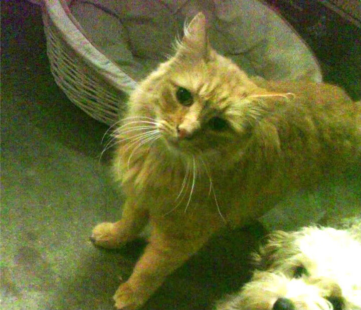 开云kaiyun-埃及赛制的挑战：如何调整以迎接国际化的需求，埃及乙组联赛比赛结果  第2张