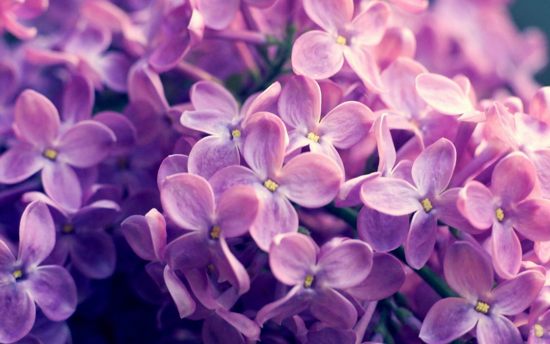 开云网址入口-女子200自澳洲选手惊艳全场,澳大利亚女子200米自由泳 第1张 开云网址入口-女子200自澳洲选手惊艳全场,澳大利亚女子200米自由泳 第1张