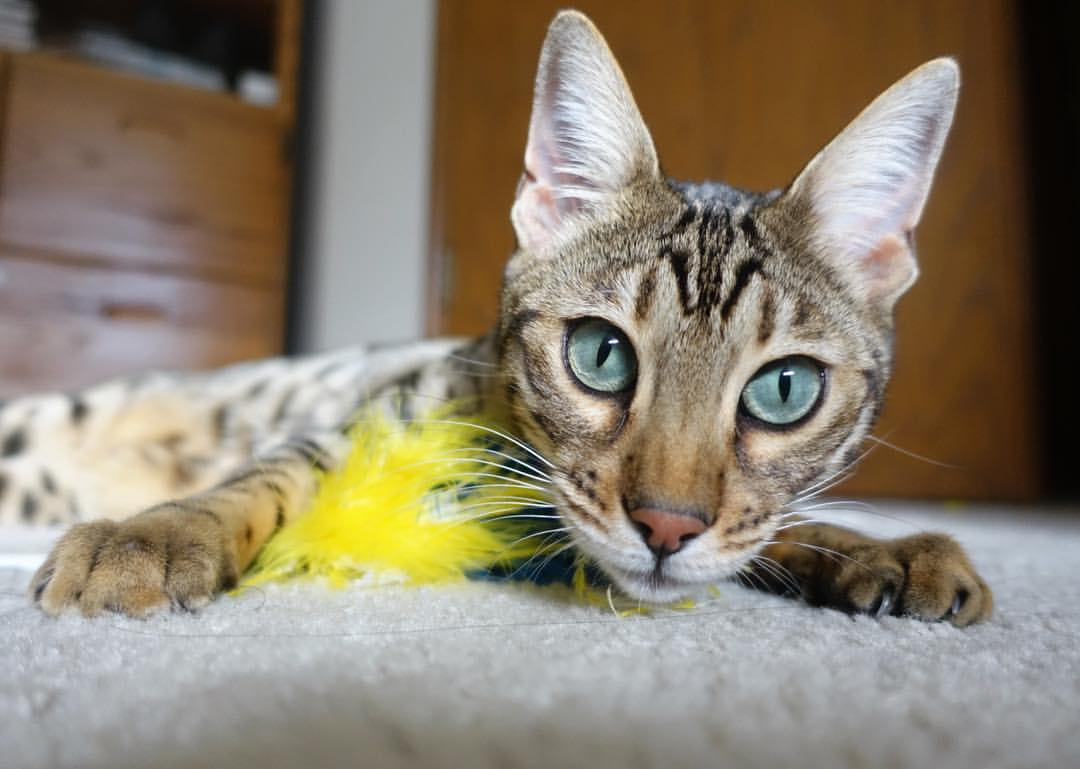 开云体育开云-莱比锡红牛锋线轮换保持输出火力，莱比锡红牛升级之路