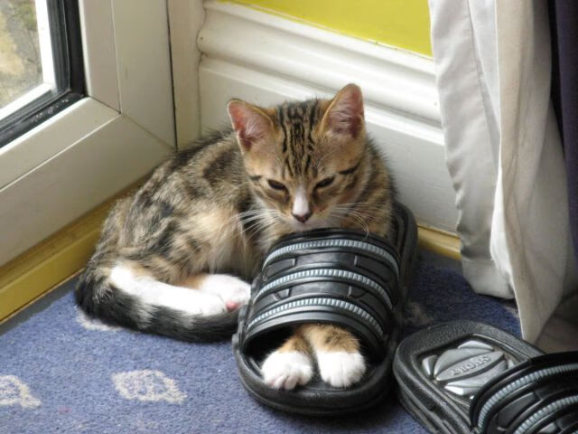 开云全站-恩比德谈对内线防守的重视不容忽视，恩比德谈主场优势