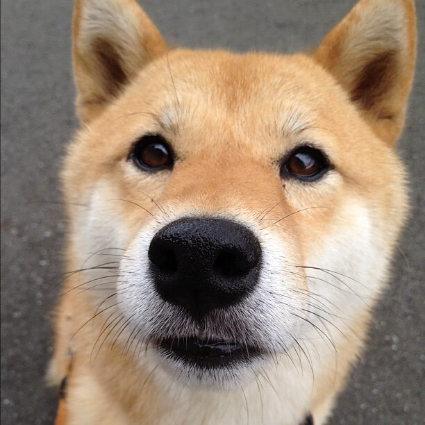 开云官网-意甲超级配合：瞬间撕裂对手防线的绝技，意甲争议60秒